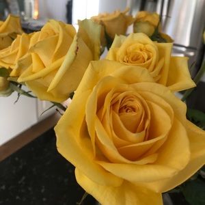 Meet your Posher, Emel